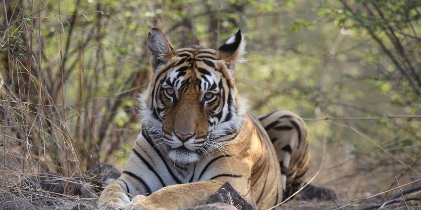 Ranthambore National Park is one of the best places to visit in Rajasthan in May month.