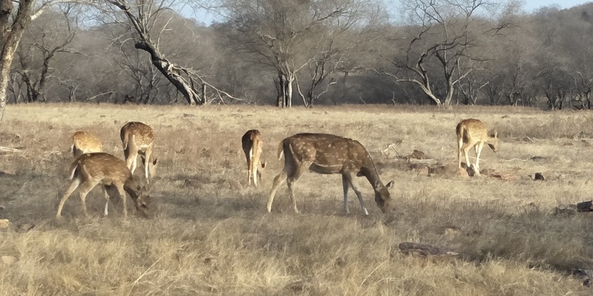 Rare chitals spotted in the wildlife of the Ranthambore jungle safari in Rajasthan, India