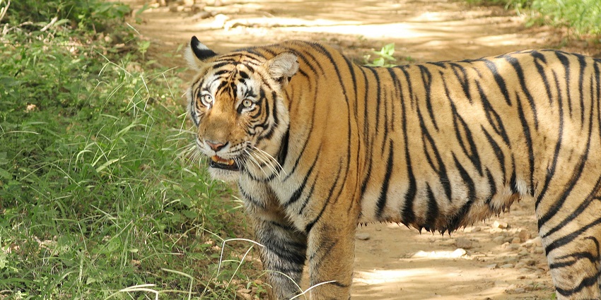 A Bengal tiger forages in the Ranthambore National Park, a best place for travellers.
