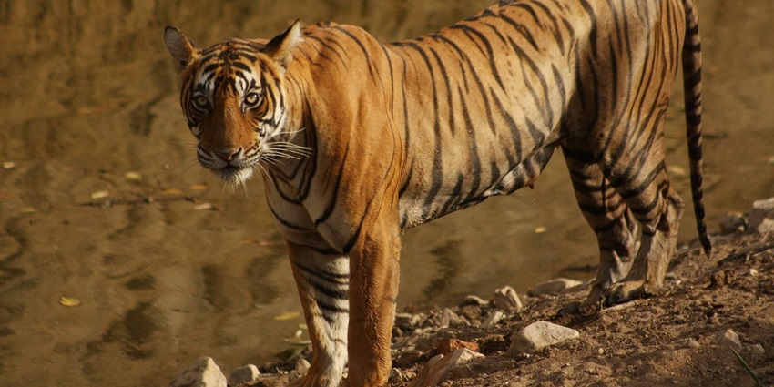 Tiger gazing in the Ranthambore, a highlight of the famous national parks in Rajasthan