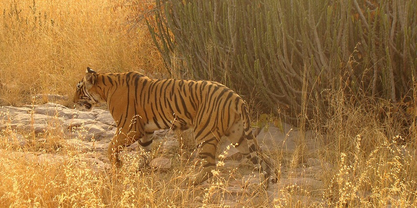 Ranthambore National Park hosts tigers, leopards, and historic Ranthambore Fort