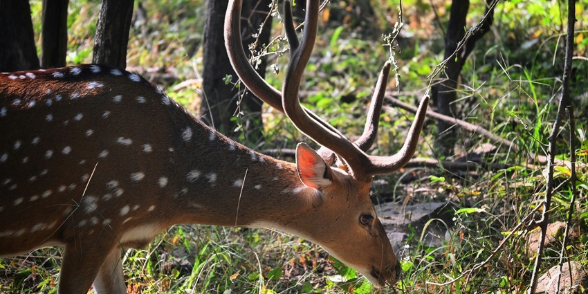 An image of a deer at Ranthambore National Park is one of the places to visit near Kota.