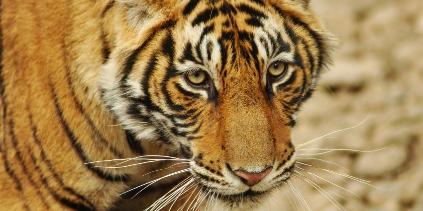 Royal Bengal Tigers at Ranthambore, a famous tourist spot near Sawai Madhopur for all.
