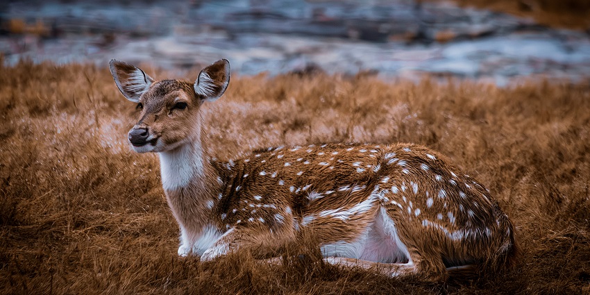 A Deer was spotted at Ranthambore National Park, one of the best places to travel.