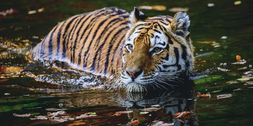 An image showing elephants at Ranthambore National Park, a top destination in Rajasthan.