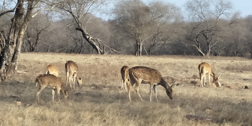 One of the places to visit near Mehndipur Balaji is Ranthambore National Park, famous for Bengal tigers and safaris.