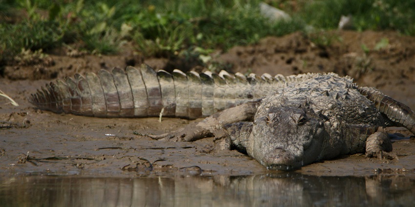 Close up shot of a crocodile relaxing on the wet sand at the shore of a serene lake