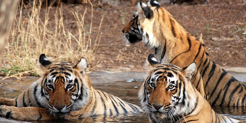 Tigers enjoying a bath at Ranthambore National Park, a top place for Ranthambore trip