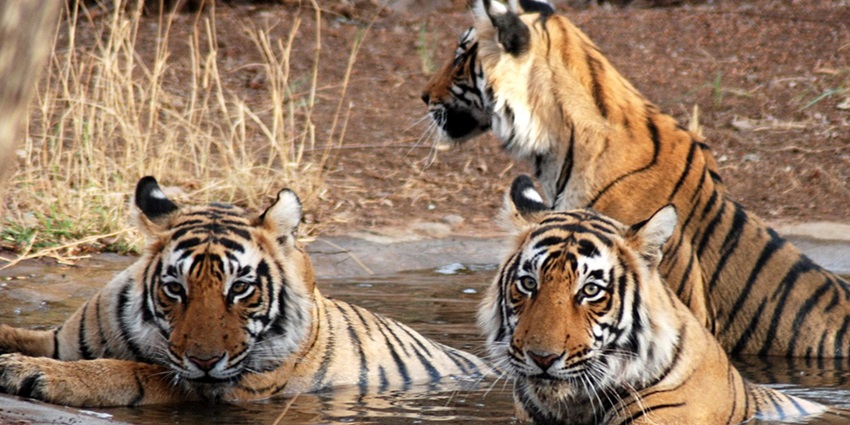 Explore rich biodiversity at the national park where the Ranthambore Fort is located.