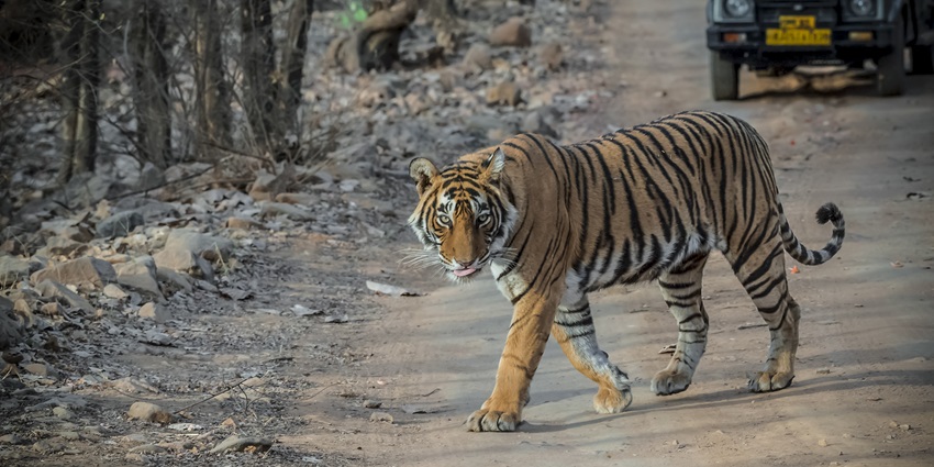 Ranthambore National Park, one of the top places to visit near Sawai Madhopur Fort.