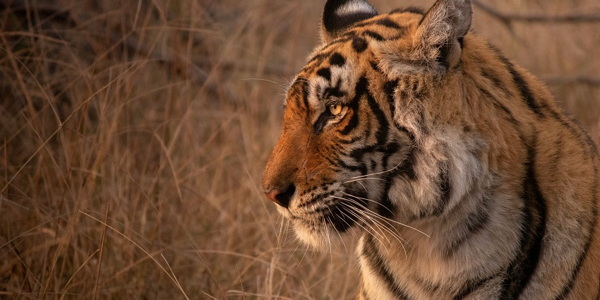 A tiger at Ranthambore National Park - one of the places to visit in Sawai Madhopur.