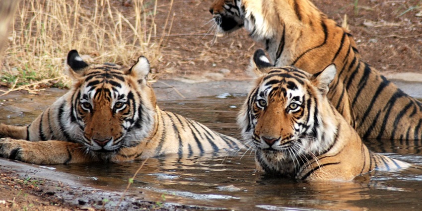Ranthambore National Park is a must-visit place for a trip when the weather is hot.