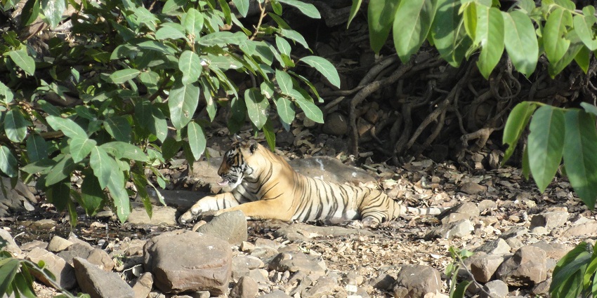 Thrilling guided Ranthambore Jungle safari, featuring Bengal tigers and wildlife.