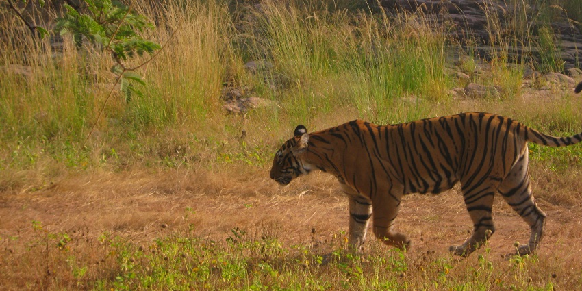 Jungle Safari Ranthambore offers thrilling adventure for maximum tiger sightings in Country