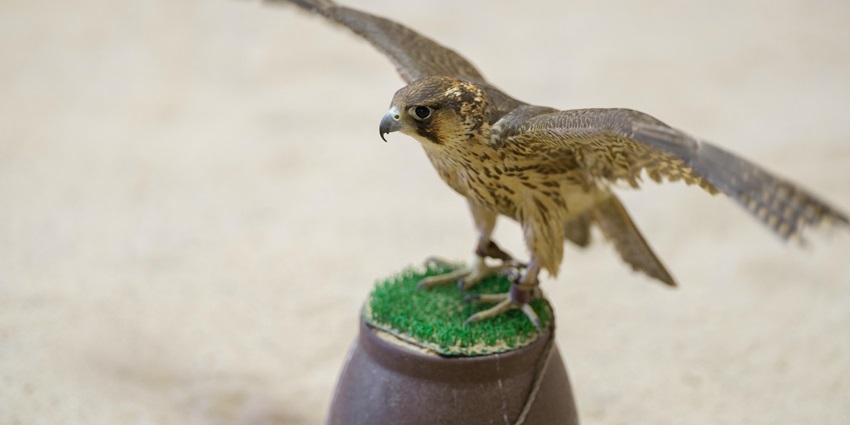 A traditionally trained hawk perched on a gloved hand, showcasing its majestic posture.