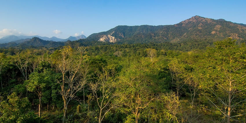 Image of a Reserve forest with dense greenery, a wildlife spot and natural habitat