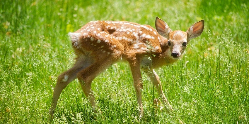 Rara National Park is one of the best wildlife sanctuaries in Nepal with a rich diversity.