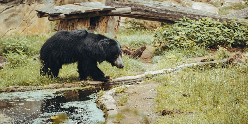 Ratanmahal Sloth Bear Sanctuary is one of the best weekend places in Gujarat for all.