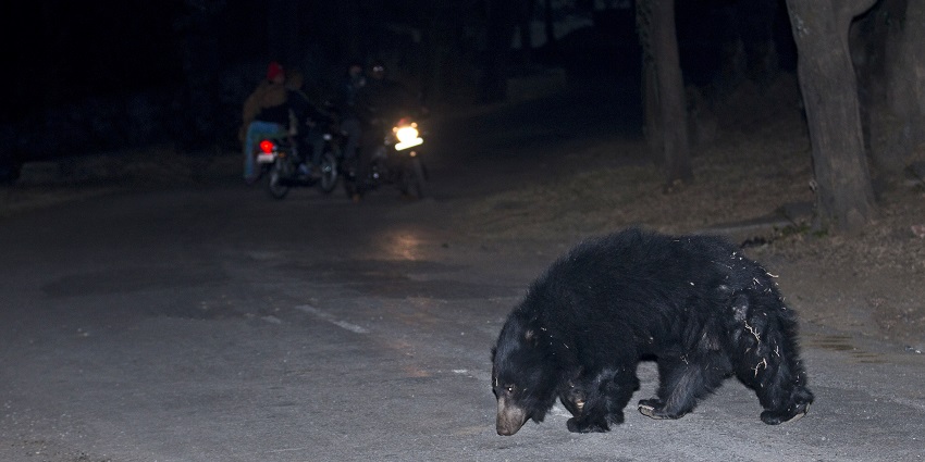 Sloth bear venturing in the outskirts of human presence during the night in the city of Gujarat