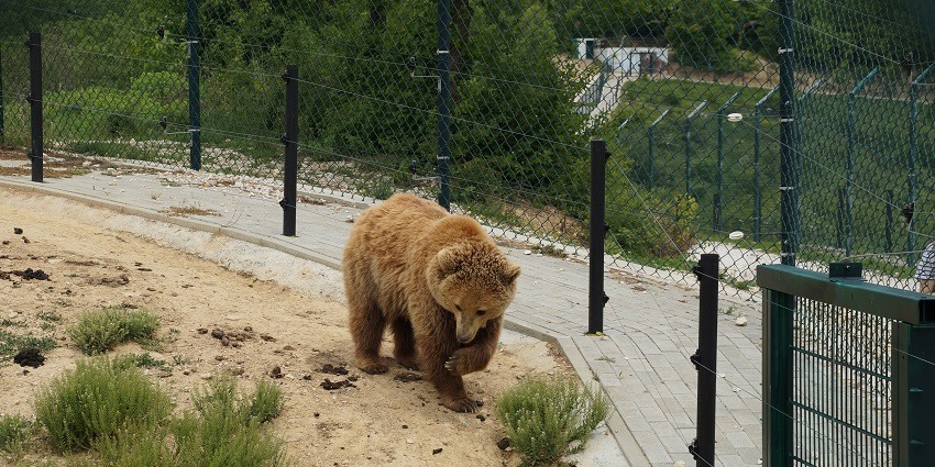 Close up view of a bear walking inside the Ratnamahal sloth bear sanctuary