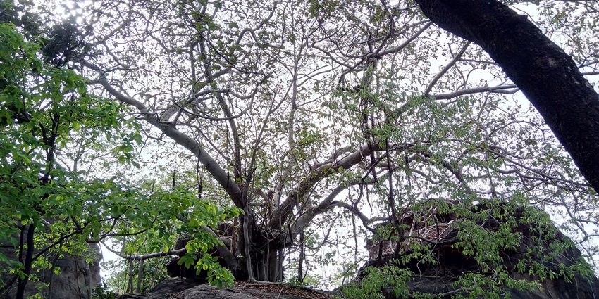 A large, ancient tree with wide branches and lush greenery, surrounded by grass and rocks.