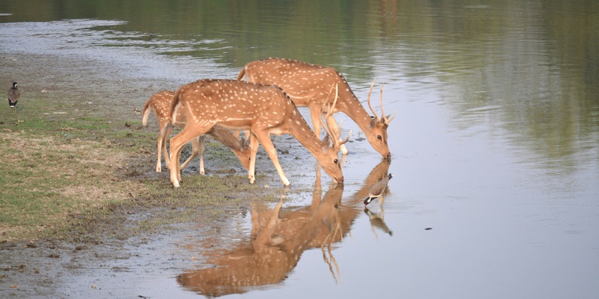 The Ratapani Wildlife Sanctuary is a picturesque attraction to explore near the region.
