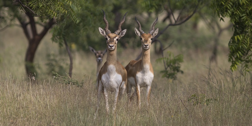 Rehekuri Sanctuary is among the best places to visit in Ahmednagar for wildlife lovers.