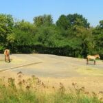 The Reliance Zoo featuring horses in the grassland.