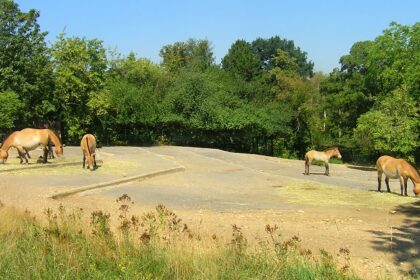 The Reliance Zoo featuring horses in the grassland.