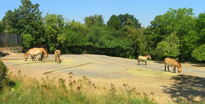 The Reliance Zoo featuring horses in the grassland.