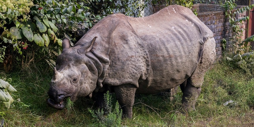 A rhinoceros stands in the grass beside a wooden fence, enjoying its natural habitat.