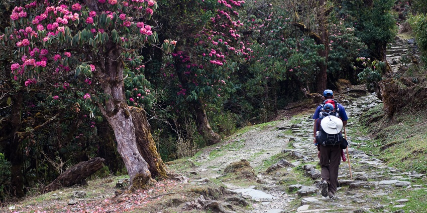 Witness the beautiful rhododendrons while trekking in Shillong at Rhododendron forests.
