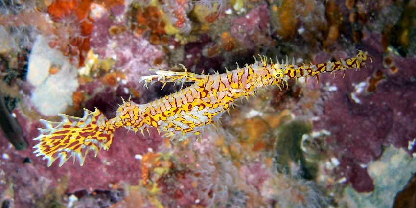 A yellow and red-spotted ghost pipefish swimming over colourful corals in Richelieu Rock.