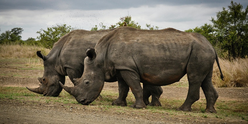 Pair of a beautiful grey rhinos in their natural habitat somewhere in the dense forest