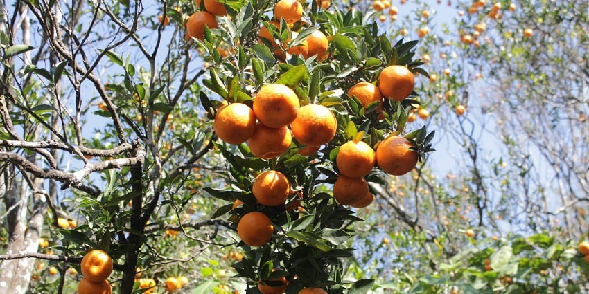 Beautiful snasphsot of the river orange garden or Bagicha in the foothills of Himalaya