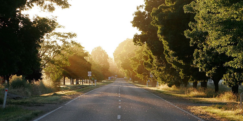 Scenic image of the beautiful rad passing through the trees while sunlight is reflecting back