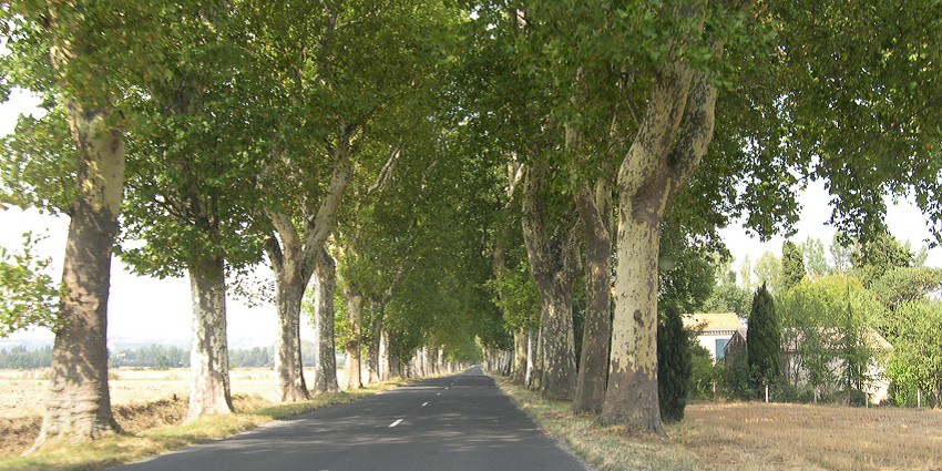 Snapshot of the beautiful highway passing thriough the forest area of temple complex