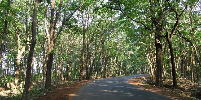 Scenic image of a road passing through an idyllic forest surrounded by giant trees both sides