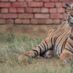 Image of a a Tiger yawning in the evening at the Tilyar Lake Zoo, Rohtak, Haryana