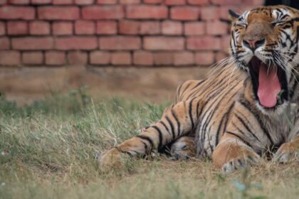 Image of a a Tiger yawning in the evening at the Tilyar Lake Zoo, Rohtak, Haryana