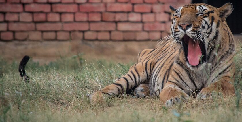 Image of a a Tiger yawning in the evening at the Tilyar Lake Zoo, Rohtak, Haryana