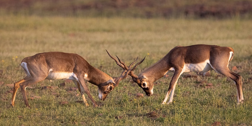 Snapshot of the A pair of Blackbucks fighting in their natural habitat in the Wildlife