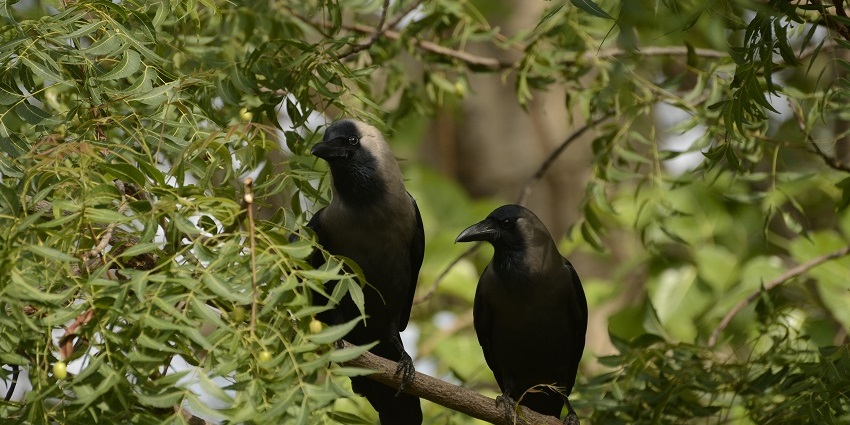 Close up shot of two crows sitting on a lush tree of Rollapadu Wildlife Sanctuary