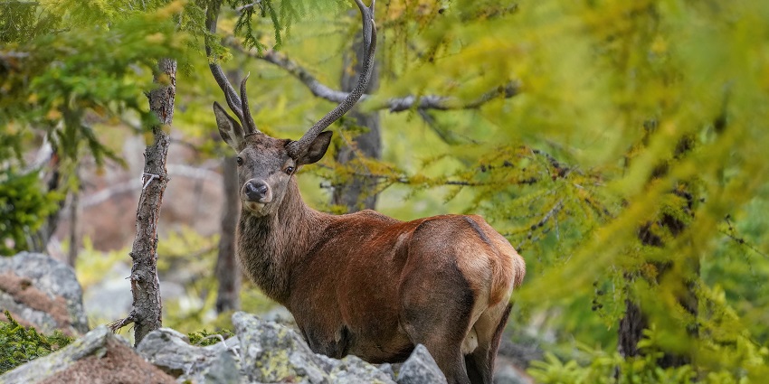 Rollapadu Wildlife Sanctuary has guided tours to explore the rich biodiversity of the area.