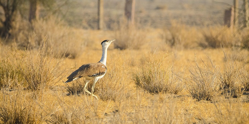 Rollapadu Wildlife Sanctuary is a great place to explore along with Great Indian Bustard.