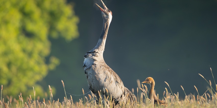 Ropar Wetland is an ecologically important wetland with a variety of avian species