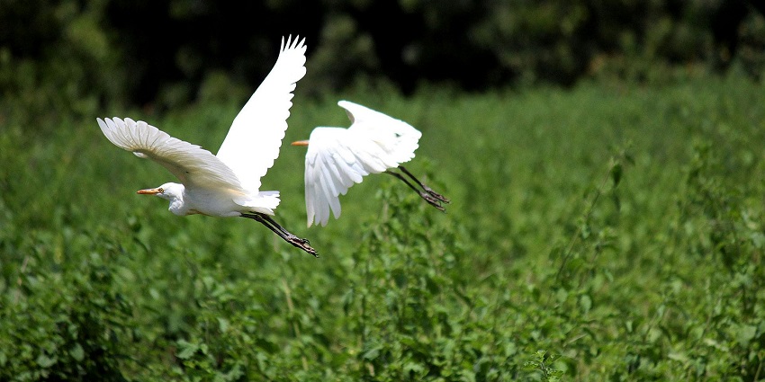 Swans flying in Ropar Wetlands, on the banks of Sutlej River which is less-explored.