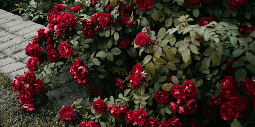 A vibrant rose garden with a variety of blooming roses, showcasing colourful flowers and lush greenery, is a beautiful spot among the places to visit in Bathinda.