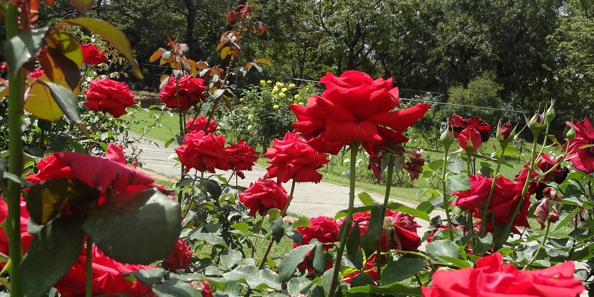 Scenic image of the beautiful roses in the alluring rose garden which is near the Air force museum Chandigarh
