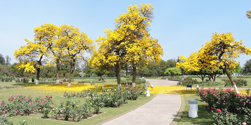 Rose Garden one of the best places to visit near Ambala houses variety of roses.
